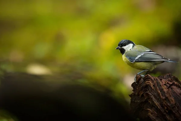 Parus Głównych Dzikość Finlandii Piękny Obraz Karelia Życia Ptaków Bezpłatny — Zdjęcie stockowe