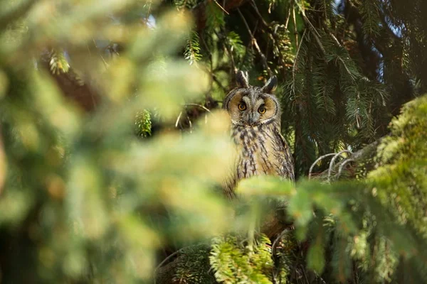 Asio Otus Naturaleza Salvaje Hermosa Foto Búho Árbol Naturaleza Libre — Foto de Stock