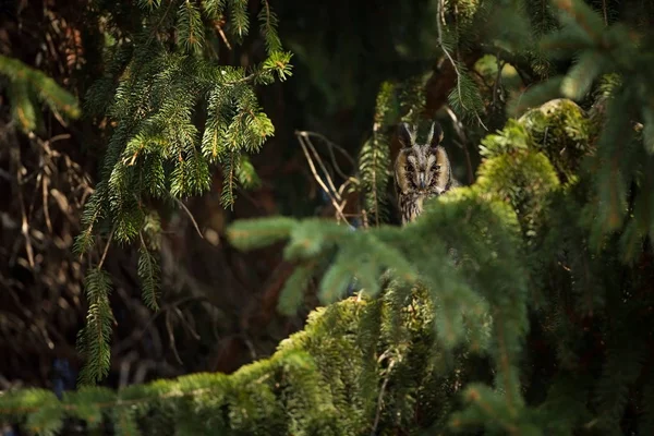 Otus 狂野的本性 美丽的照片 猫头鹰在树上 自由自然 从鸟的生活 捷克共和国的野生动物 猫头鹰在照片上 — 图库照片