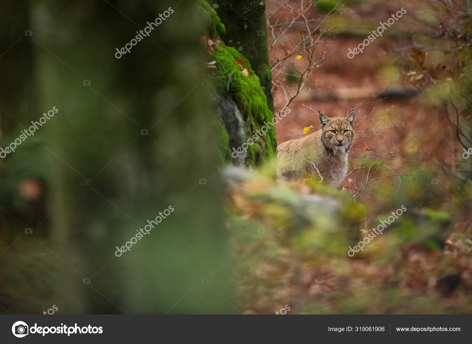 wild republic lynx