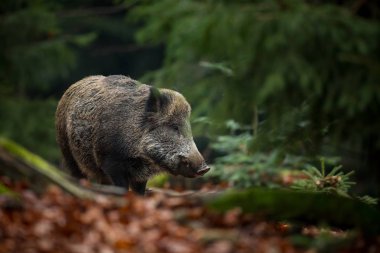 Sus Scrofa. Çek Cumhuriyeti 'nin vahşi doğası. Özgür doğa. Doğadaki bir hayvanın resmi. Güzel resim. Ormandaki hayvan. Ormanın derinliklerinde. Gizemli Orman. Vahşi. Hayvan hayatından..