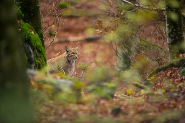 Lynx Lynx 捷克共和国的野生性质 自由的天性 动物在自然界中的形象 美丽的图片 森林里的动物 森林深处 神秘的森林 野生的 — 图库照片