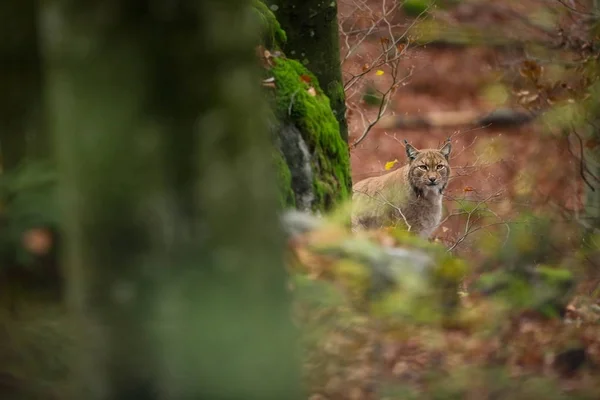 스라소니 린치요 공화국의 야생성 자연의 자연에 동물의 모습입니다 아름다운 그림이야 — 스톡 사진