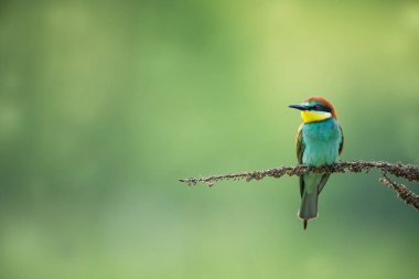 Merops apiaster. Avrupa 'nın vahşi doğası. Renkli kuş. Güzel fotoğraf. Çek Cumhuriyeti 'nin doğası. Güzel resim. Kuş İmparatorluğu. Kuşların yaşamından.