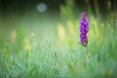 Dactylorhiza majalis. Özgür doğa. Güzel resim. Çek Cumhuriyeti Orkidesi. Güzel fotoğraf. Çek Cumhuriyeti 'nin vahşi doğası. Bitki. Avrupa Orkideleri.