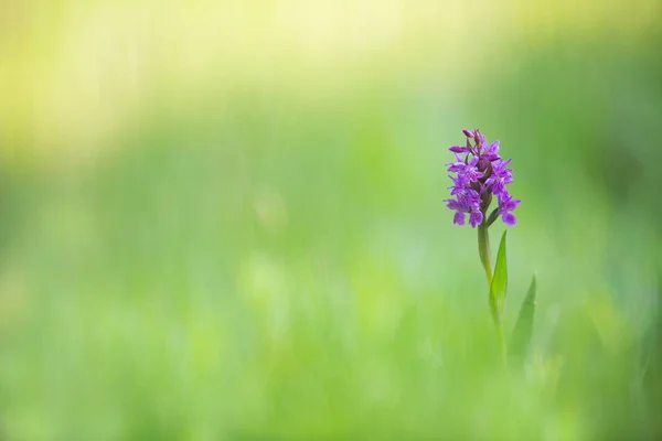 Dactylorhiza Majalis Free Nature Beautiful Picture Orchid Czech Republic Beautiful — Stock Photo, Image