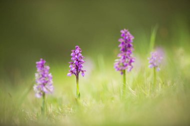 Orchis Morio. Özgür doğa. Güzel resim. Çek Cumhuriyeti Orkidesi. Güzel fotoğraf. Çek Cumhuriyeti 'nin vahşi doğası. Bitki. Avrupa Orkideleri.