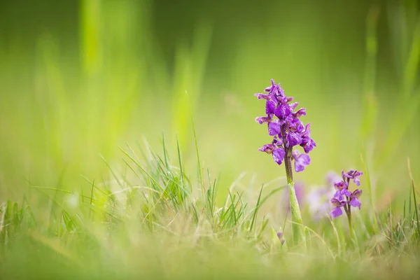 Orchis Morio Free Nature Beautiful Picture Orchid Czech Republic Beautiful — Stock Photo, Image
