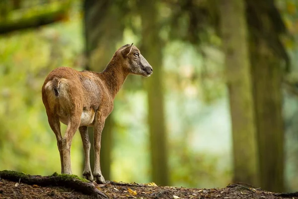 Ovis Musimon Naturaleza Salvaje República Checa Hermosa Foto Naturaleza Hermosa — Foto de Stock