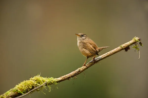 轮状体轮状体 从鸟类的生命中 美丽的图片 捷克共和国的性质 森林里的小鸟 — 图库照片
