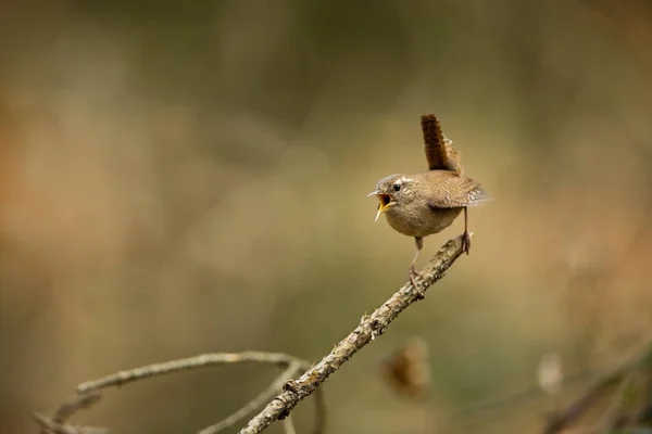 Τρωγλοδύτες Τρωγλοδύτες Άγρια Φύση Από Ζωή Των Πουλιών Ωραία Φωτογραφία — Φωτογραφία Αρχείου