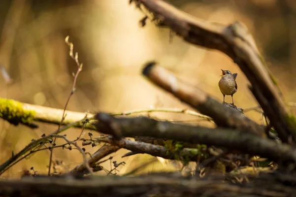 轮状体轮状体 从鸟类的生命中 美丽的图片 捷克共和国的性质 森林里的小鸟 — 图库照片