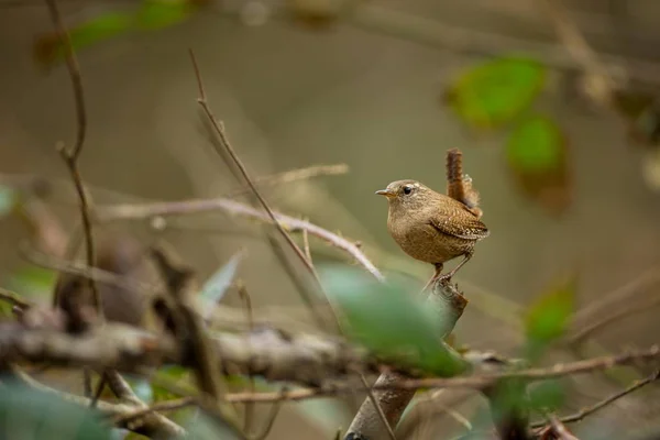 Troglodit Trogloditleri Vahşi Doğa Kuşların Yaşamından Güzel Resim Çek Cumhuriyeti — Stok fotoğraf