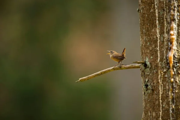 Troglodit Trogloditleri Vahşi Doğa Kuşların Yaşamından Güzel Resim Çek Cumhuriyeti — Stok fotoğraf
