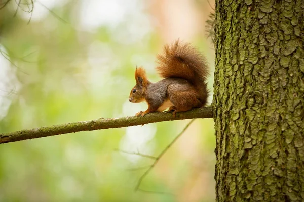 Squirrel Squirrel Photographed Czech Republic Squirrel Medium Sized Rodent Inhabiting — Stock Photo, Image