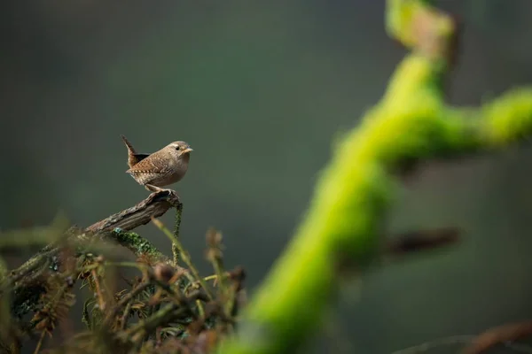 トログロダイトトログロダイト野生の自然鳥の命から美しい写真だチェコ共和国の自然 森の鳥 — ストック写真