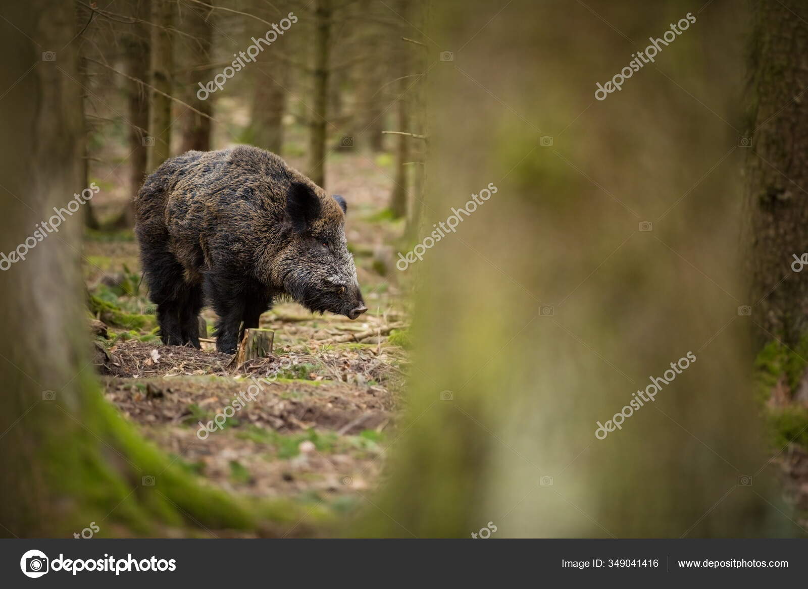 Sus Scrofa 自由的天性美丽的图片动物生活捷克共和国的野生性质森林里