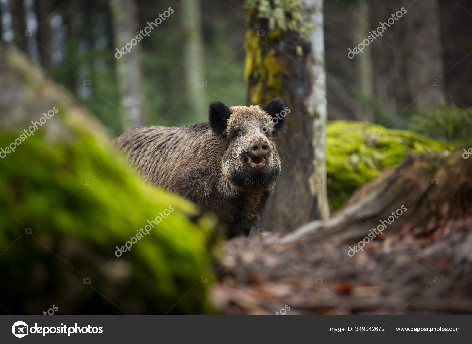 Sus Scrofa 自由的天性美丽的图片动物生活捷克共和国的野生性质森林里