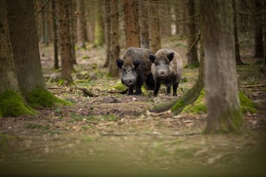 Sus Scrofa. Özgür doğa. Güzel resim. Hayvan hayatı. Çek Cumhuriyeti 'nin vahşi doğası. Ormandaki hayvanlar. Ormanın derinliklerinde.