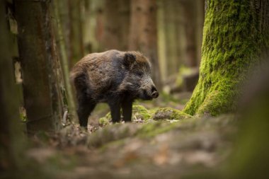 Sus Scrofa. Özgür doğa. Güzel resim. Hayvan hayatı. Çek Cumhuriyeti 'nin vahşi doğası. Ormandaki hayvanlar. Ormanın derinliklerinde.