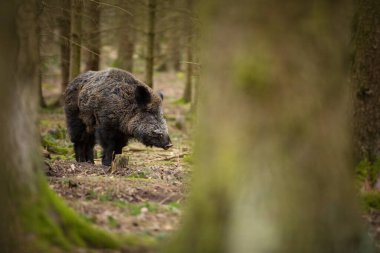 Sus Scrofa. Özgür doğa. Güzel resim. Hayvan hayatı. Çek Cumhuriyeti 'nin vahşi doğası. Ormandaki hayvanlar. Ormanın derinliklerinde.