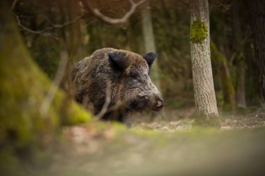 Sus Scrofa. Özgür doğa. Güzel resim. Hayvan hayatı. Çek Cumhuriyeti 'nin vahşi doğası. Ormandaki hayvanlar. Ormanın derinliklerinde.