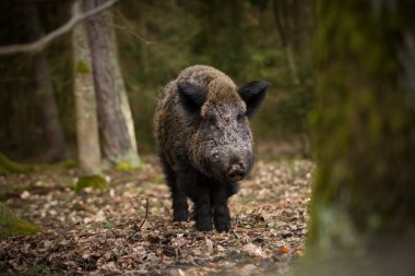 Sus Scrofa. Özgür doğa. Güzel resim. Hayvan hayatı. Çek Cumhuriyeti 'nin vahşi doğası. Ormandaki hayvanlar. Ormanın derinliklerinde.