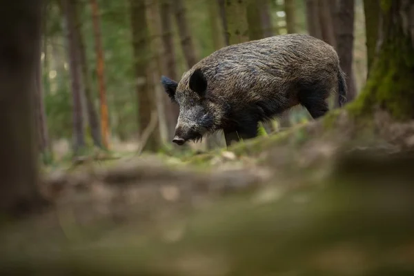 Sus Scrofa Fri Natur Smukt Billede Dyrelivet Den Tjekkiske Republiks - Stock-foto