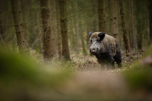 Sus Scrofa Fri Natur Smukt Billede Dyrelivet Den Tjekkiske Republiks - Stock-foto