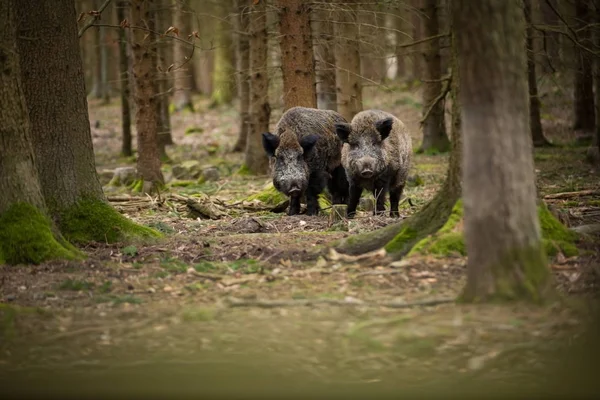 Sus Scrofa. Özgür doğa. Güzel resim. Hayvan hayatı. Çek Cumhuriyeti 'nin vahşi doğası. Ormandaki hayvanlar. Ormanın derinliklerinde.