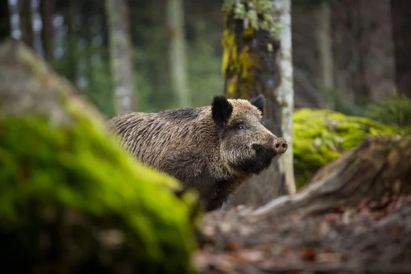 Sus Scrofa 自由的天性美丽的图片 动物生活 捷克共和国的野生性质 森林里的动物森林深处 — 图库照片