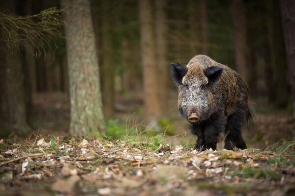 Sus scrofa. Free nature. Beautiful picture. Animal life. Wild nature of the Czech Republic. Animal in the forest. Deep forest.