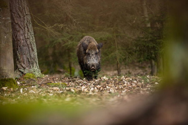 Sus scrofa. Free nature. Beautiful picture. Animal life. Wild nature of the Czech Republic. Animal in the forest. Deep forest.