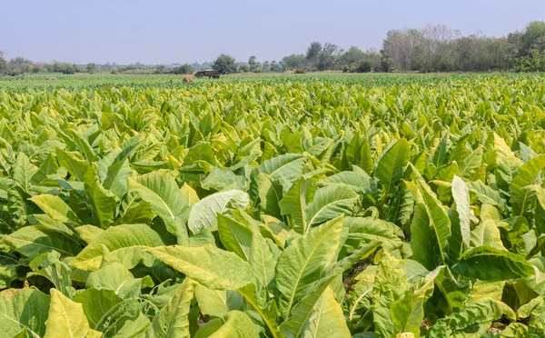 Tabákového plantáž v Thajsku — Stock fotografie