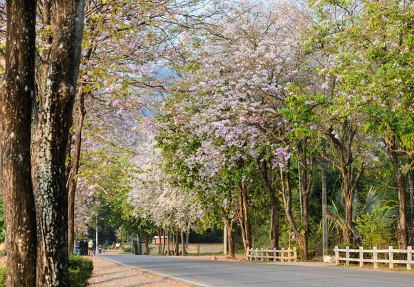 Estrada junto com árvores de flores em plena floração — Fotografia de Stock