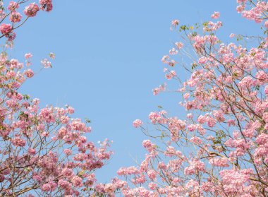 Pink trumpet tree or pink Tabebuia flower in full bloom clipart