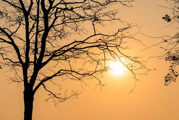 Силуэт ветви дерева в небе заката — стоковое фото