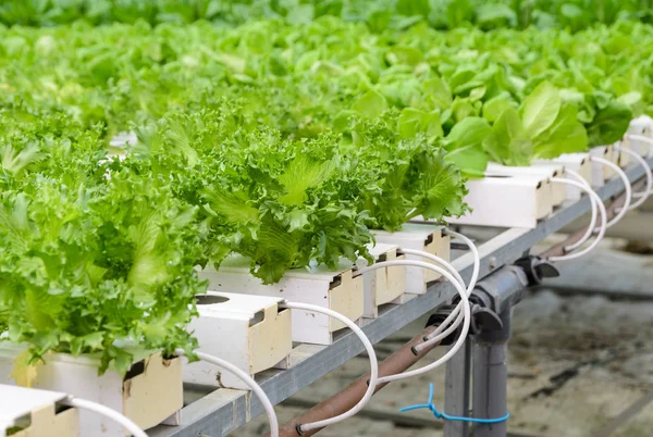 Close up of Fillie Iceburg leaf lettuce vegetables plantation — Stock Photo, Image