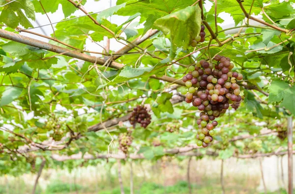 Unripe grapes on the vine — Stock Photo, Image