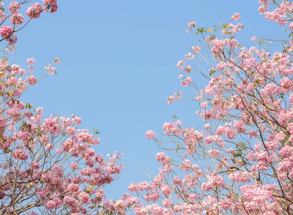 Růžová trubka strom nebo růžové Tabebuia květiny v plném květu — Stock fotografie