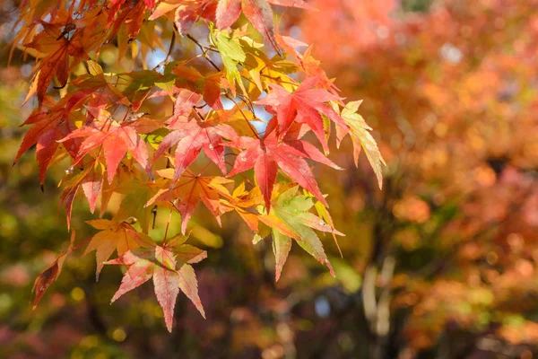 Herbst rote und grüne Ahornblätter Hintergrund — Stockfoto