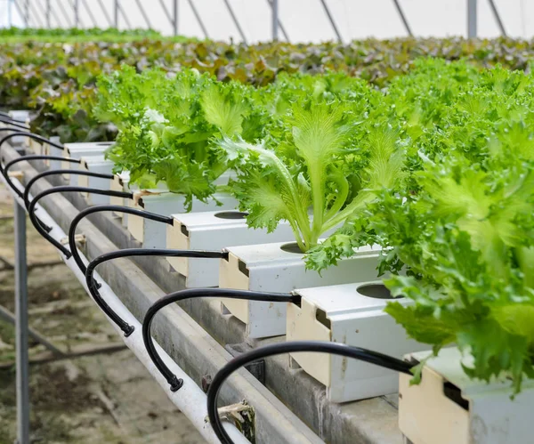 Hydrocultuur Fillie Iceburg blad Sla groenten plantage in — Stockfoto