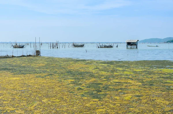 Algal bloom in a tropical ocean, Thailand — Stock Photo, Image