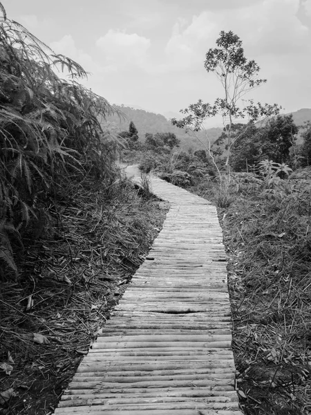 Bir orman yoluyla ahşap yürüme yolu — Stok fotoğraf