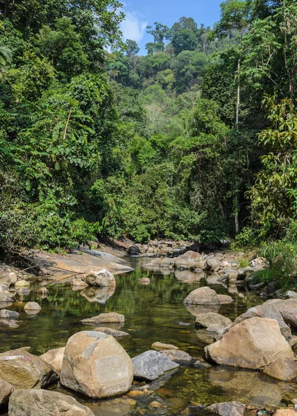 Fluxo de montanha na floresta verde na hora de verão — Fotografia de Stock