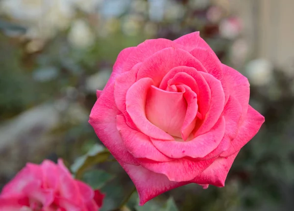 Rózsaszín rózsa a kertben — Stock Fotó