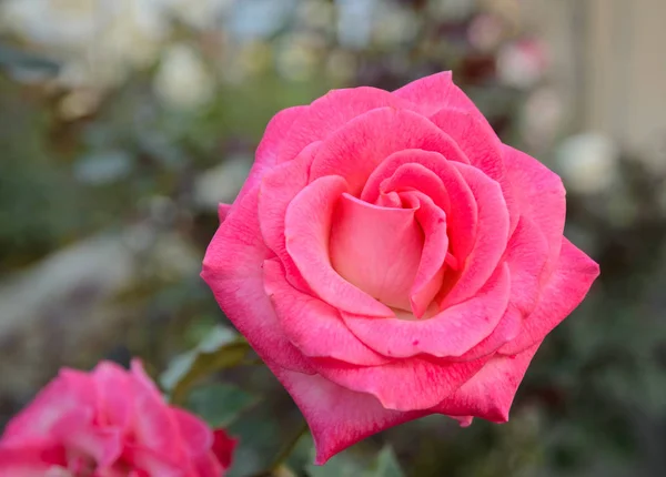 Roze roos in de tuin — Stockfoto