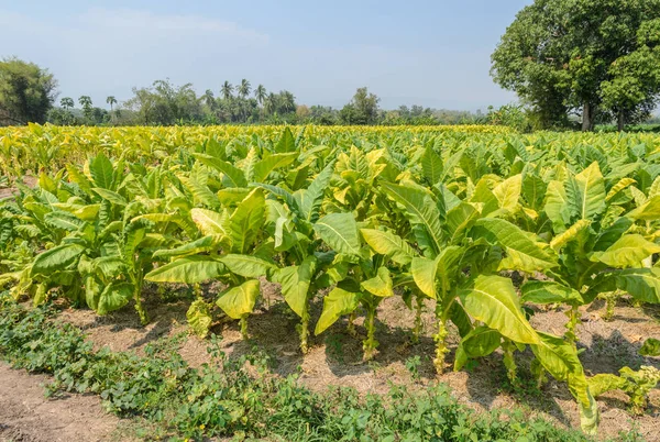 Tabak plantage in Thailand — Stockfoto