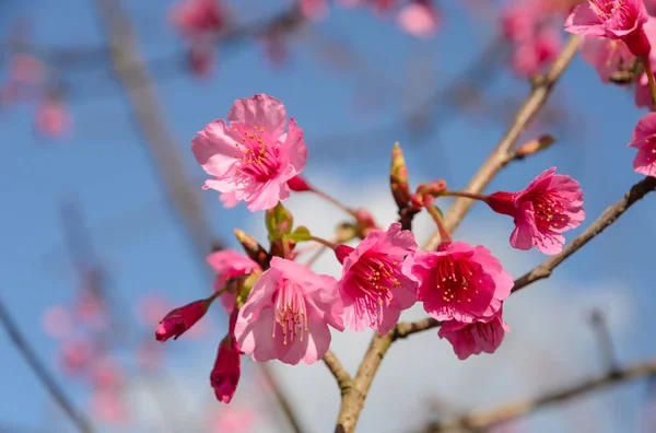 Vacker rosa körsbärsblommor — Stockfoto