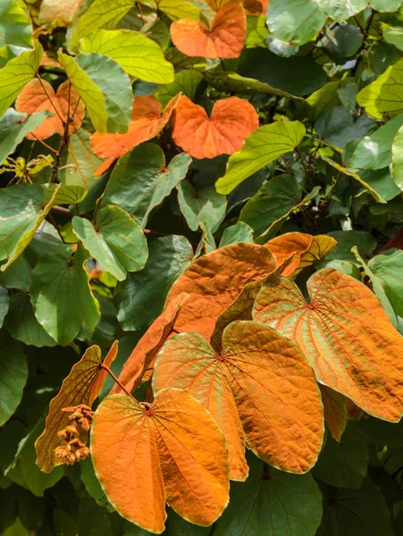 Золотой лист Bauhinia Aureifolia — стоковое фото